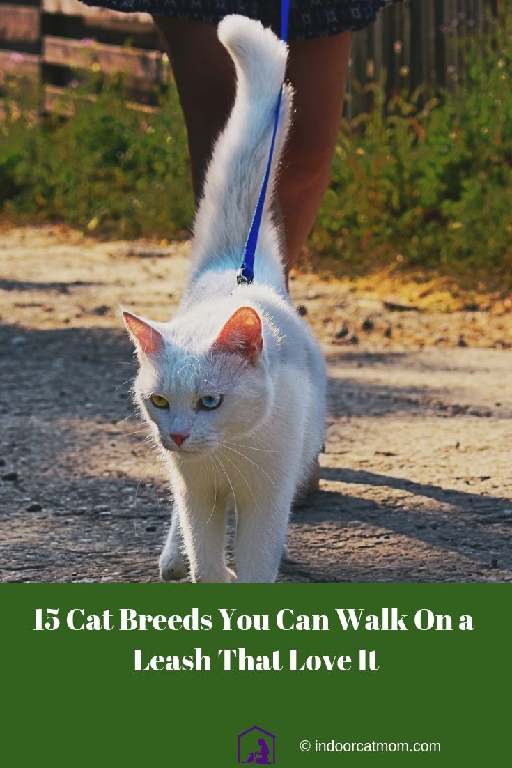 15 Cat Breeds You Can Walk On a Leash Cat breeds, Cats