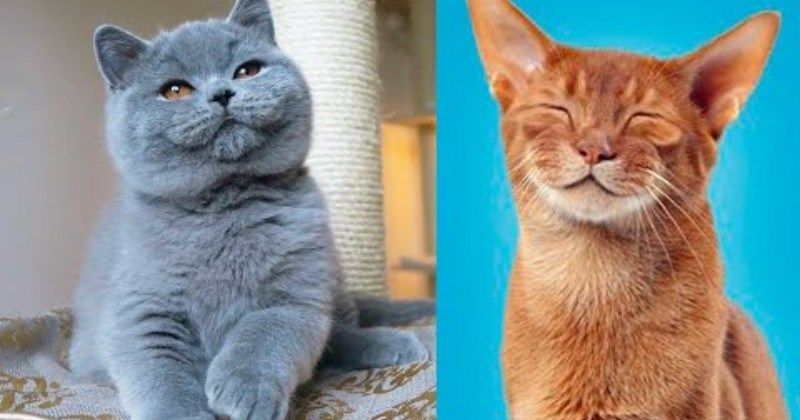 Love At First Sight The Cutest Cat Breeds In The World in