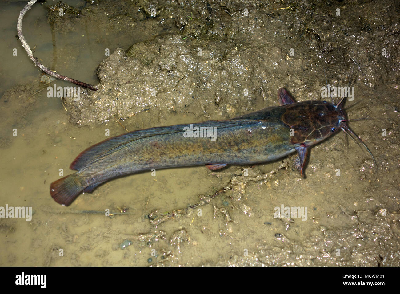 African sharptooth catfish, Clarias gariepinus, crawling
