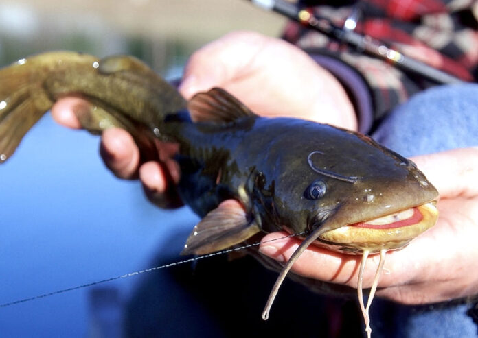 Are Bullhead Catfish Good To Eat? Fascinating Bullhead