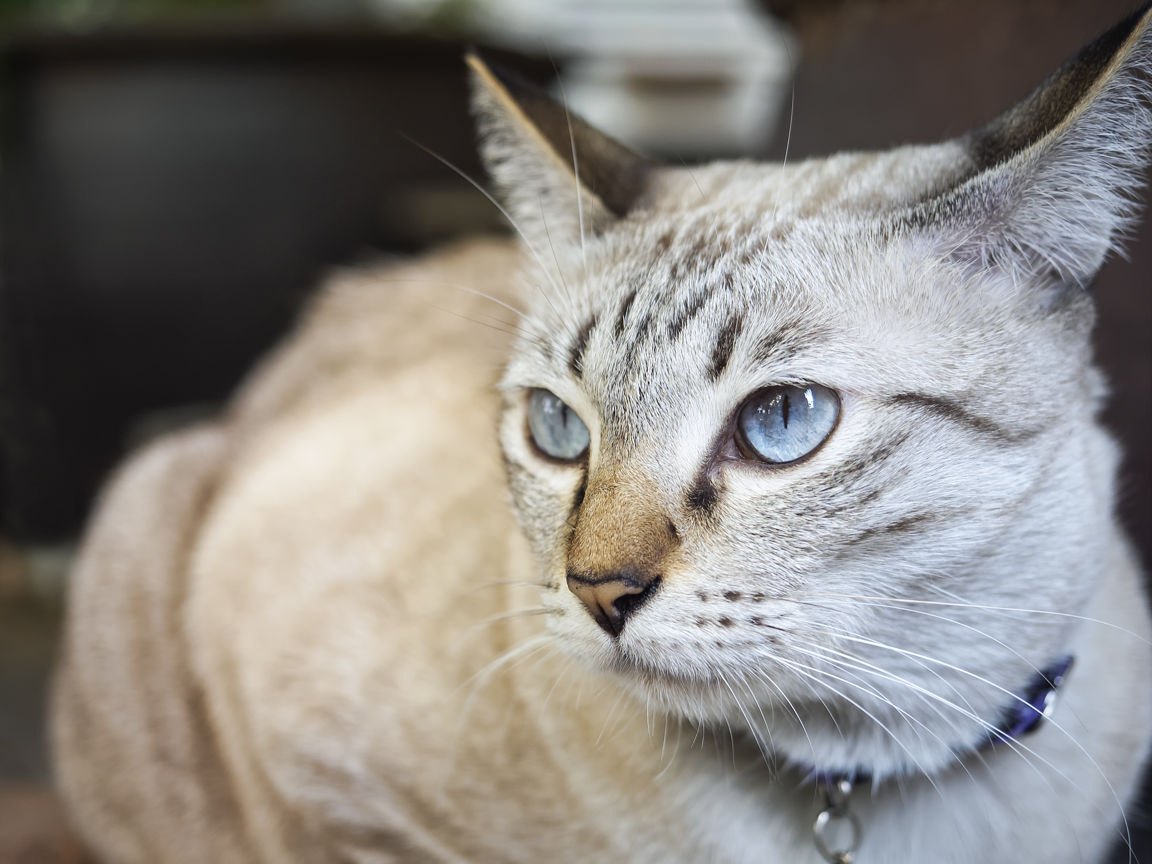 Asian Mixed Cat Breed Pictures, Characteristics, & Facts