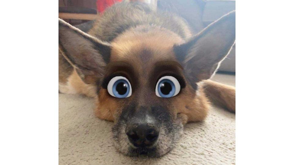 Cartoon Face filter this is how you can make your dog or