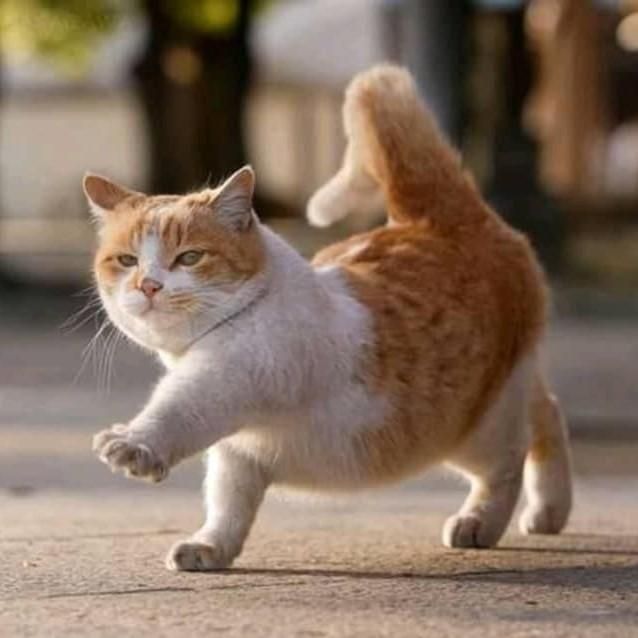 Cat Breeds With Short Legs Pets Lovers