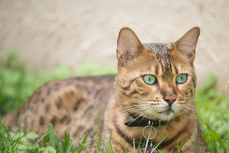 Top 6 Cat Breeds That Don't Shed (That Much) Is There