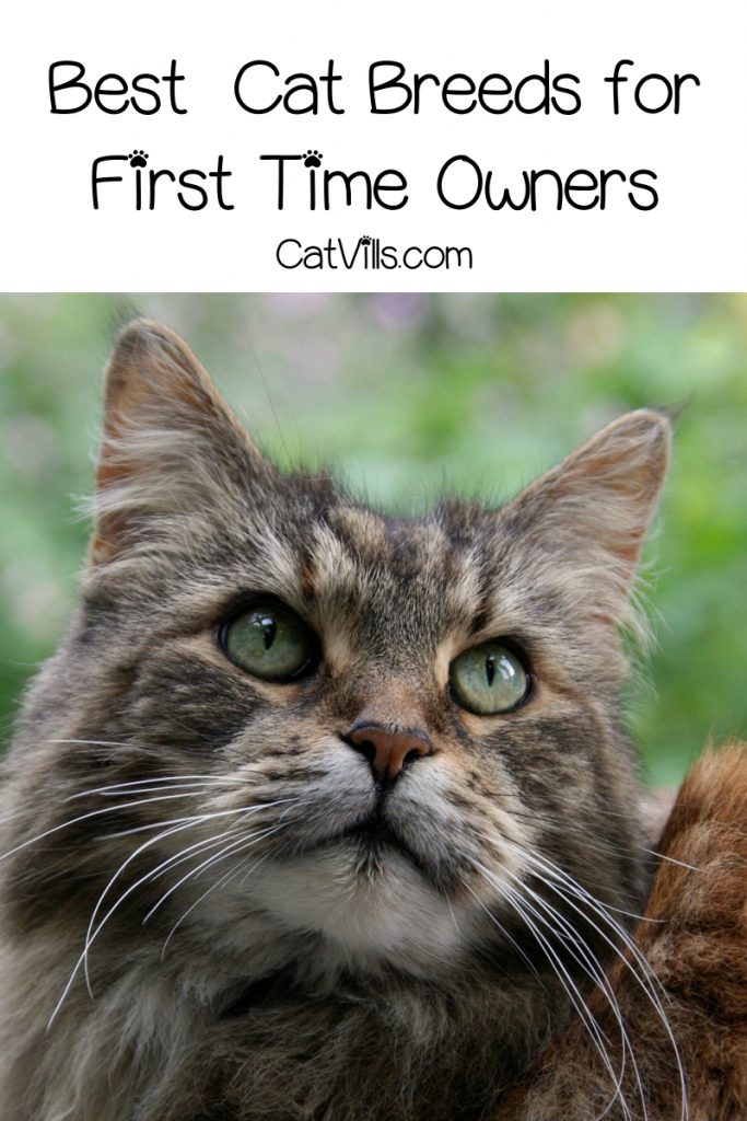 Best and Worst Cat Breeds for First Time Owners