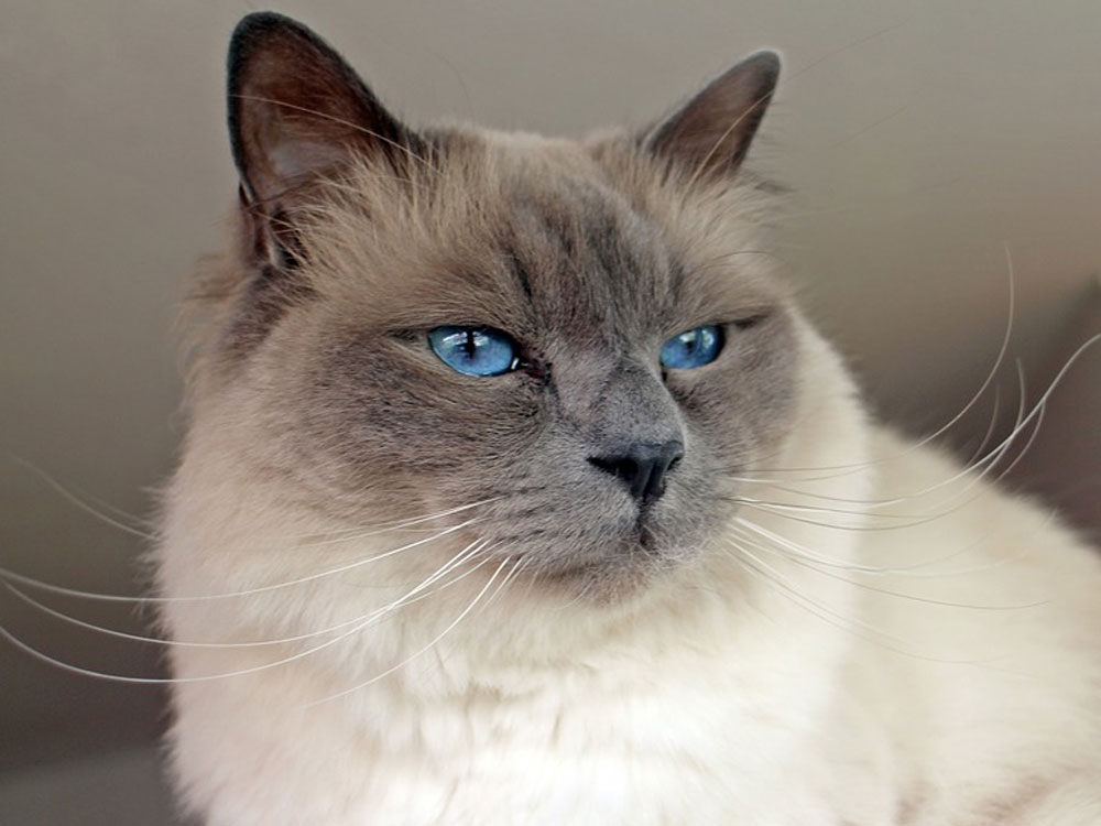 The 5 Cat Breeds That Love You Best UK Pets