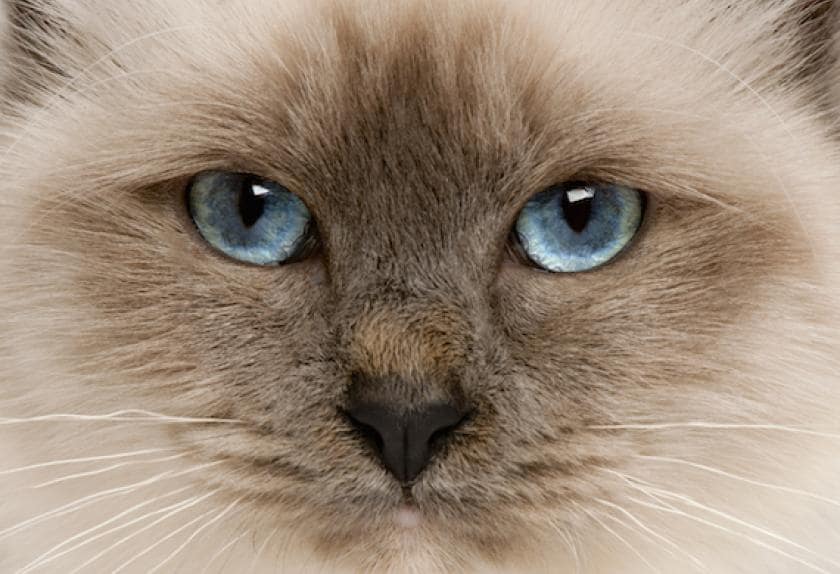 6 Cat Breeds With Blue Eyes PetMD