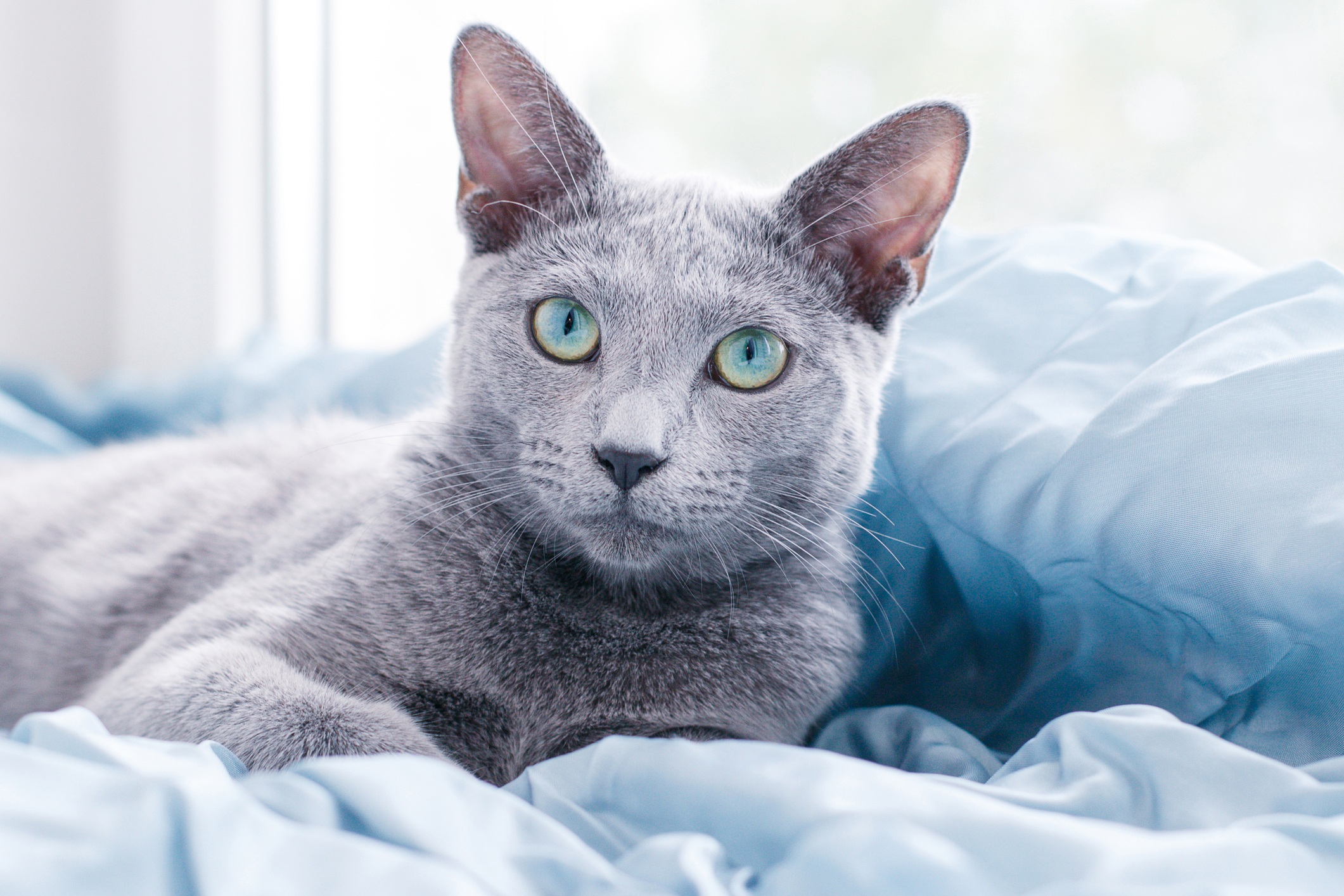 These Are the Best Hypoallergenic Cat Breeds for People