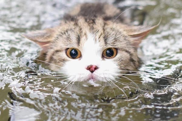 9 Cat Breeds That Enjoy Water Traveling With Your Cat