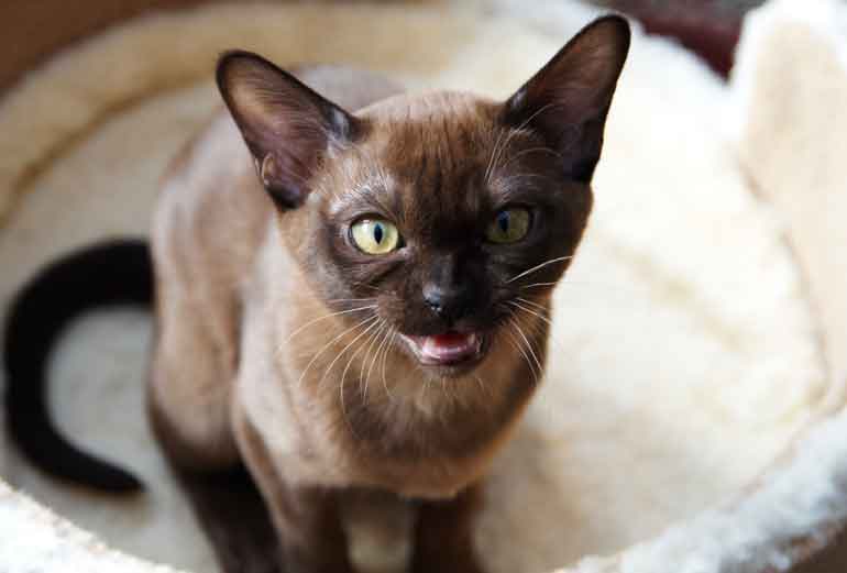 8 cat breeds with the friendliest personalities Reader's