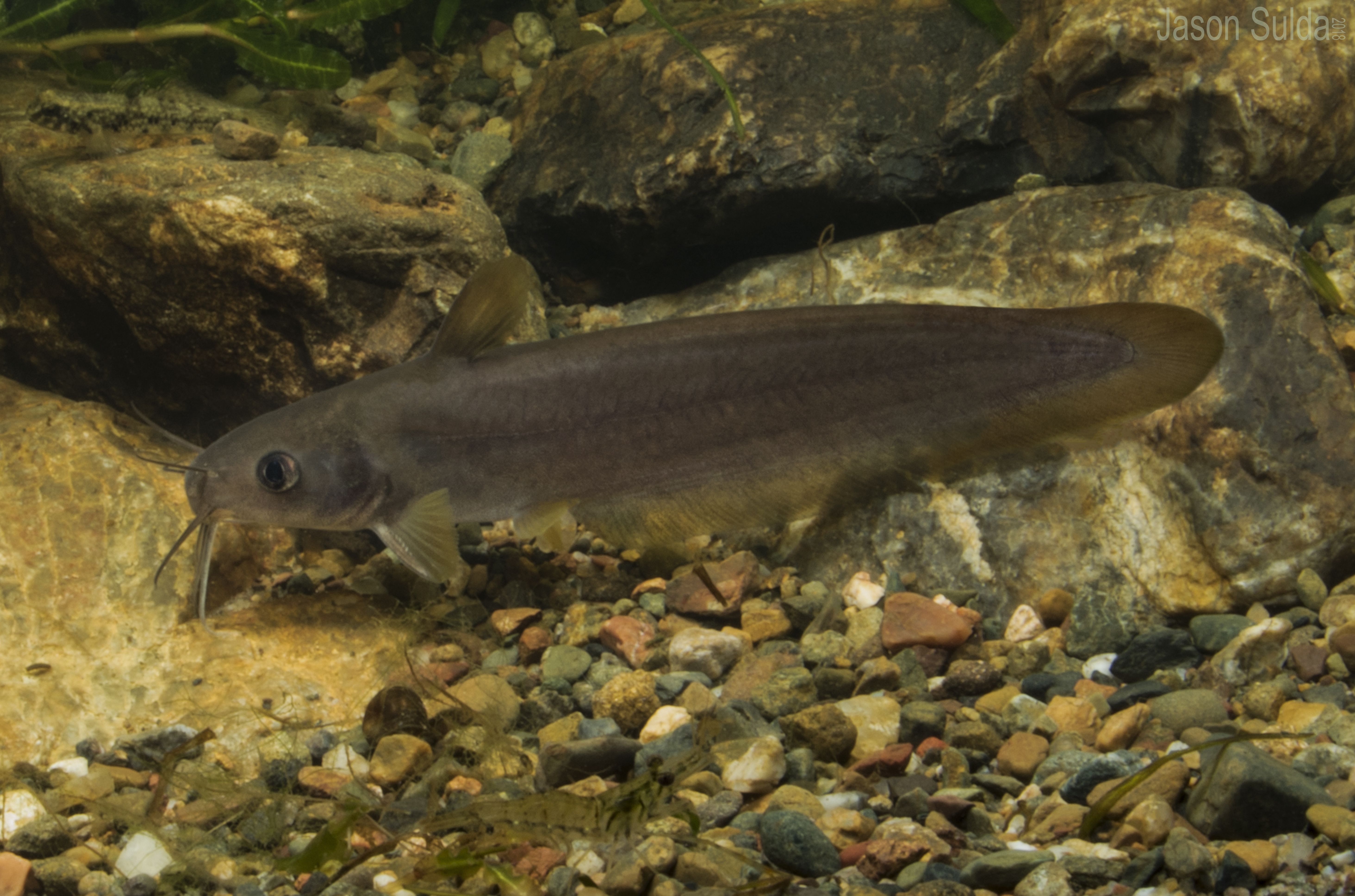 Hyrtl's Catfish (Neosilurus hyrtlii) Condamine River