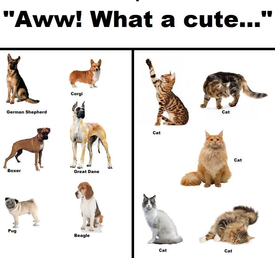 Comprehensive guide to different dog and cat breeds Cat