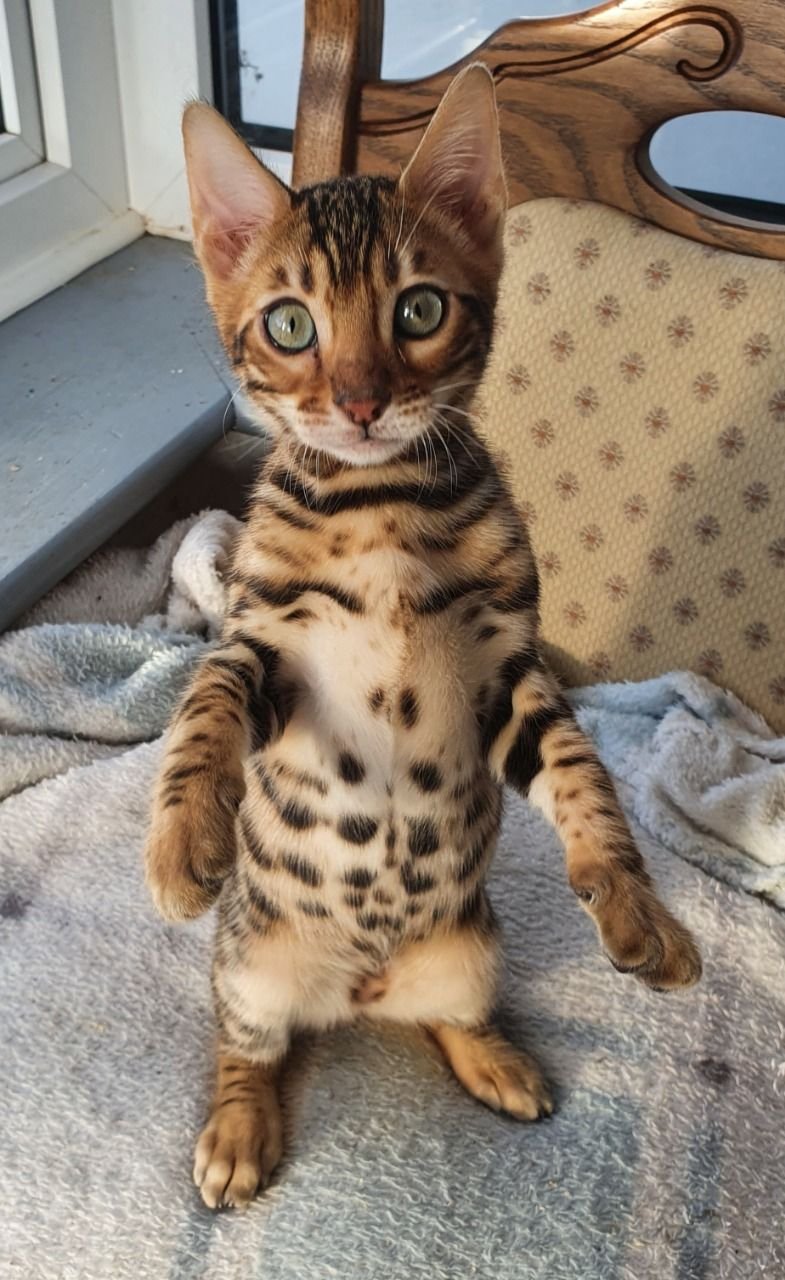 Female brown bengal kitten FOR SALE ADOPTION from