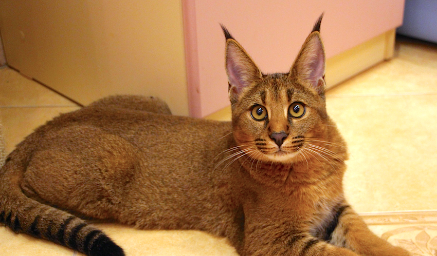 Hybrid Cats Caracat, Chausie — And Controversy Petful
