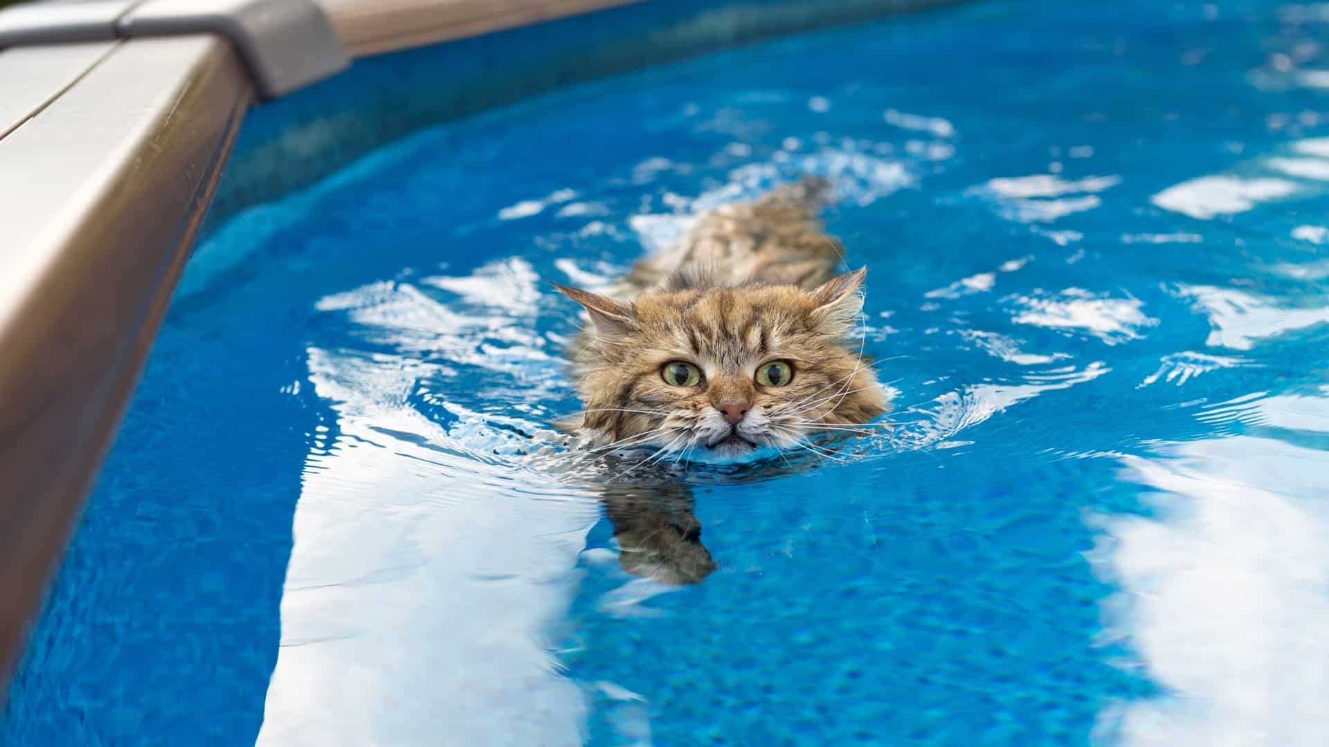 5 Incredible Cat Breeds That Like Water (Definitive Guide)
