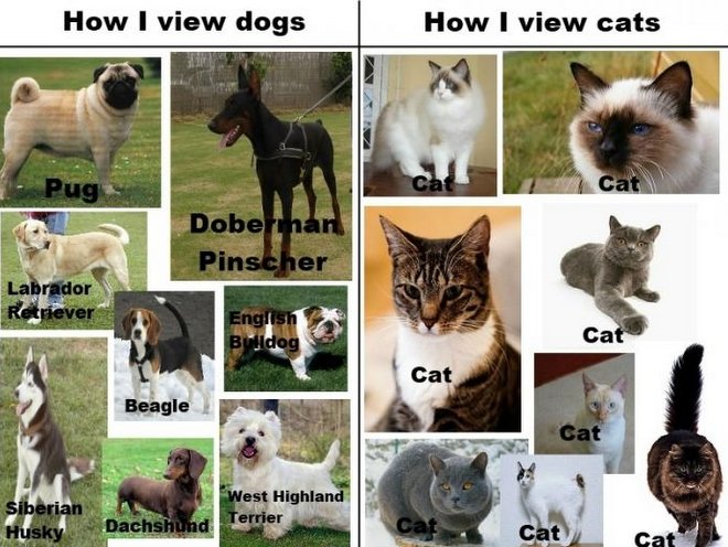 Cat Breeds More Than You Might Expect