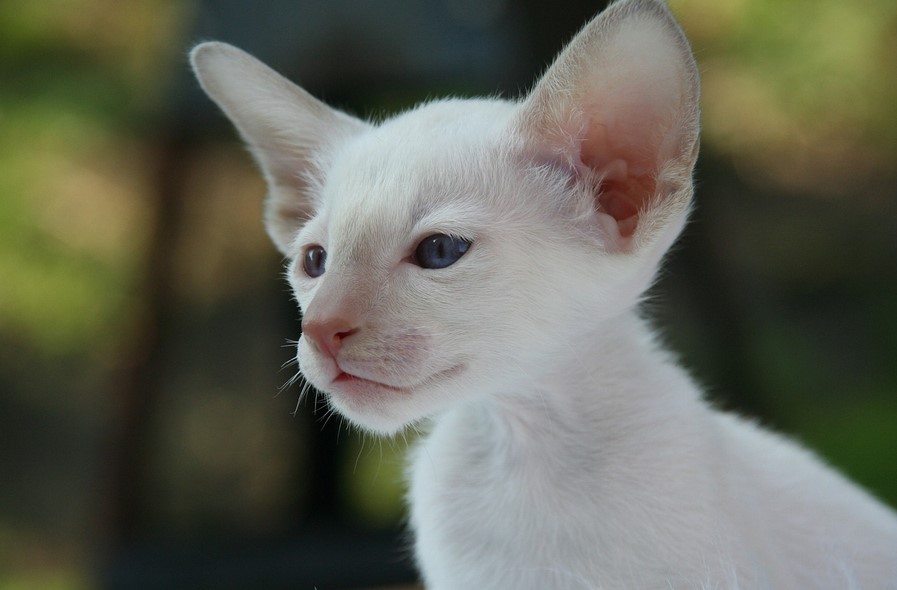 8 Of The Most ADORABLE Cats with Big Ears A Blog For Cat