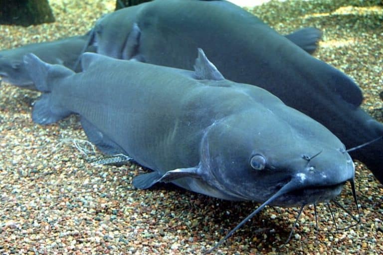 Is catfish a good source of nutrients during pregnancy
