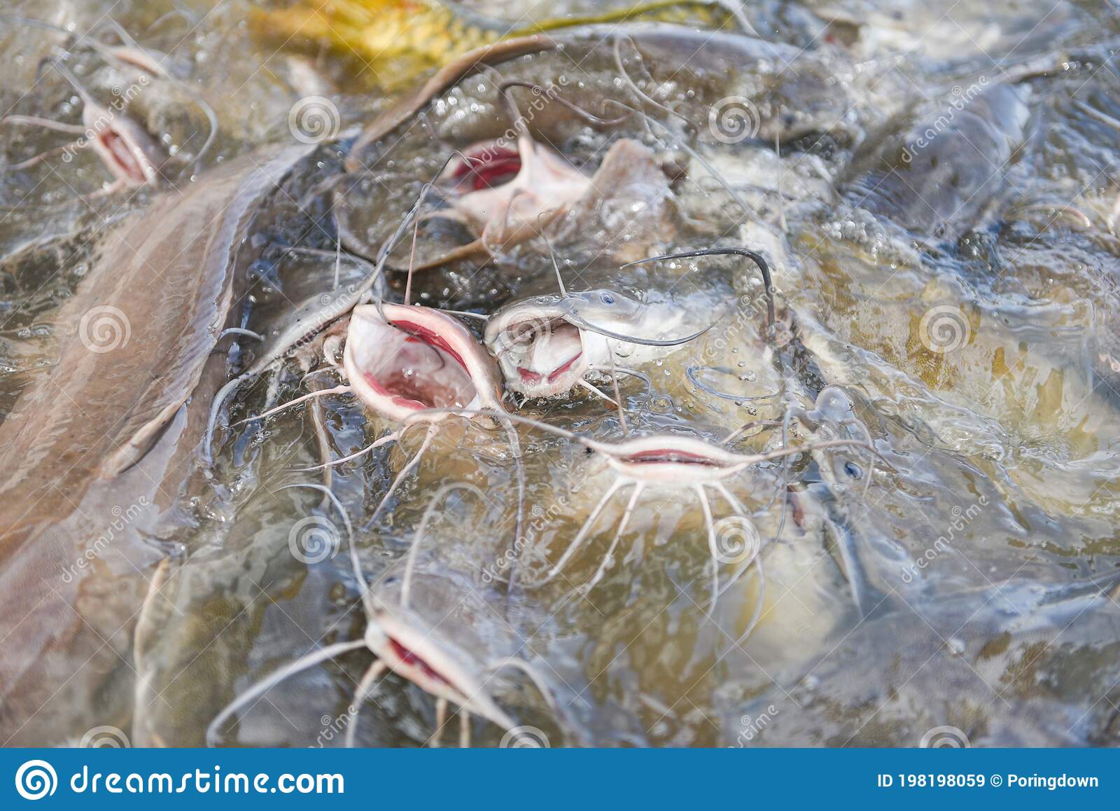 Catfish Eating From Feeding Food On Water Surface Ponds
