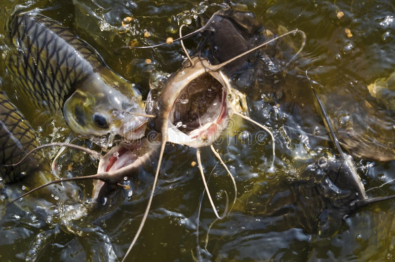 Catfish feeding stock image. Image of aggressive