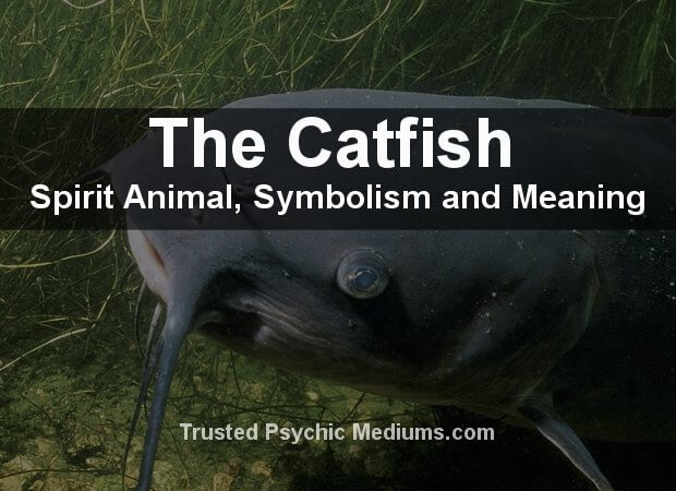 The Catfish Spirit Animal A Complete Guide to Meaning