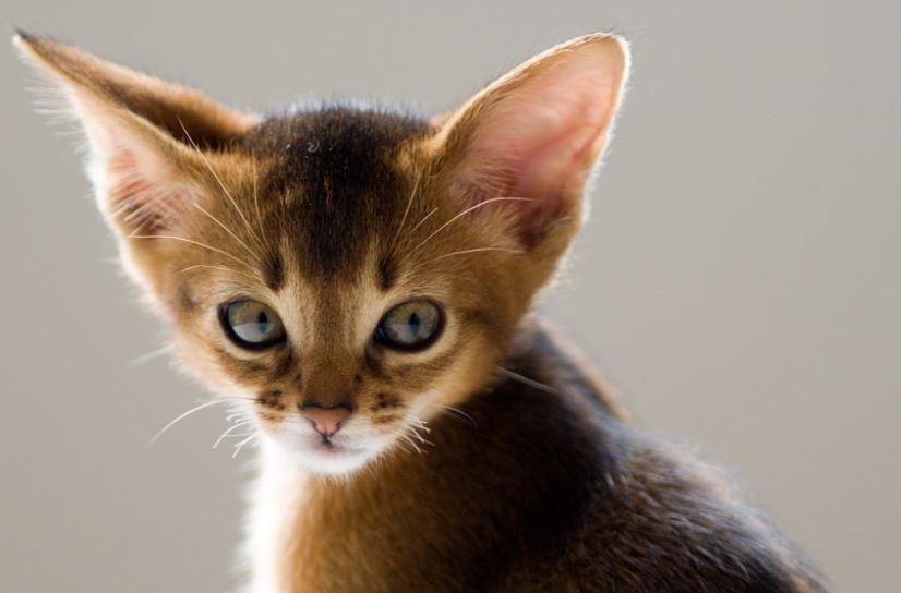 5 Amazing Cats with Big Ears on Worced
