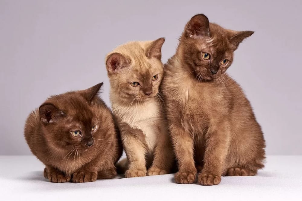 What is the most expensive cat breed in the world