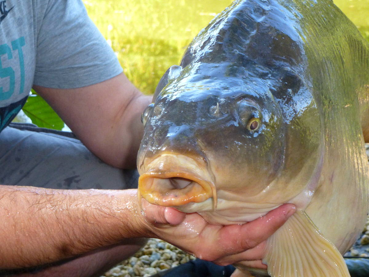 Use these tips for fishing French lakes with both carp