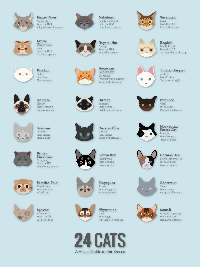 Pet Breeeders Do You Know Your Cats Breed