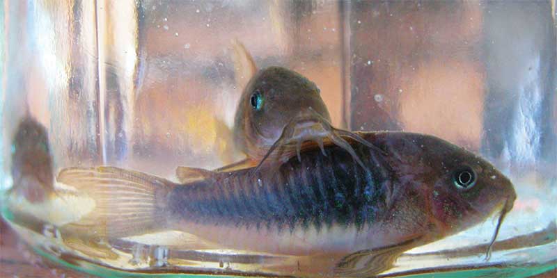 10 Safe Betta Fish Tank Mates & Companions