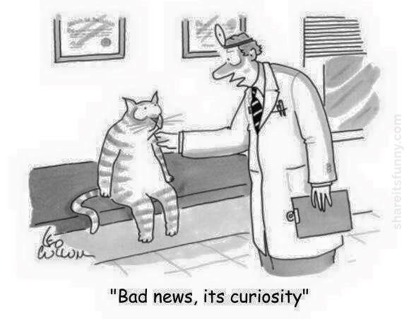 Curiosity Killed The Cat Cartoon Share Its Funny
