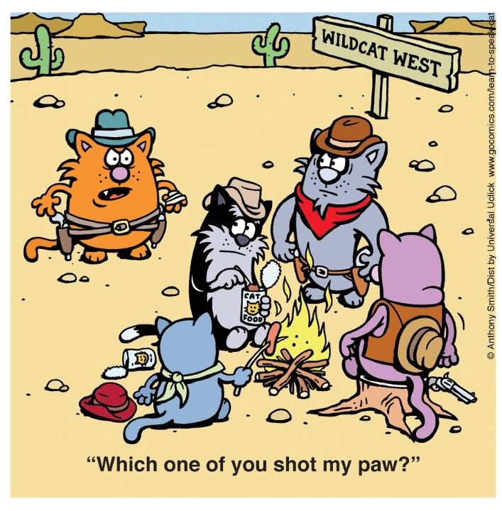 Pin by Wayne Dew on CATS ♡ Cat jokes, Bad cats, Cats