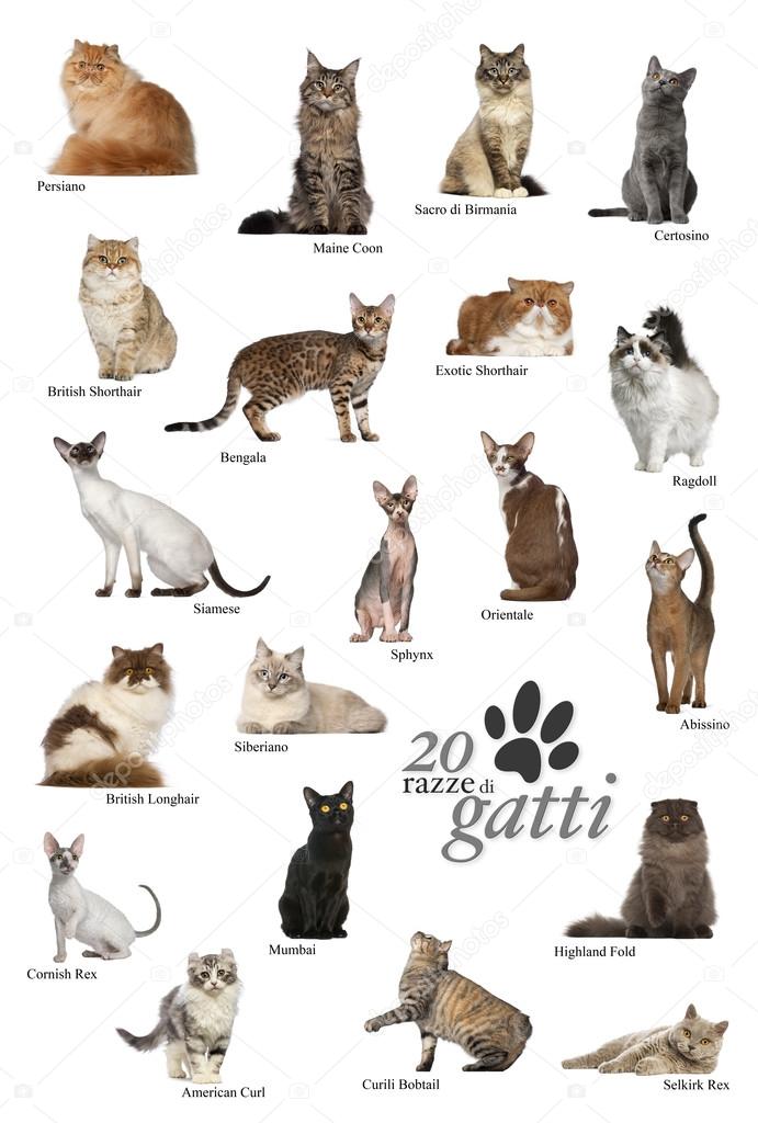 Cat breeds poster in Italian — Stock Photo © lifeonwhite