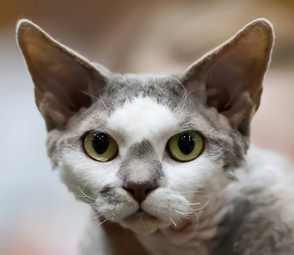 These Are the Best Hypoallergenic Cat Breeds for People