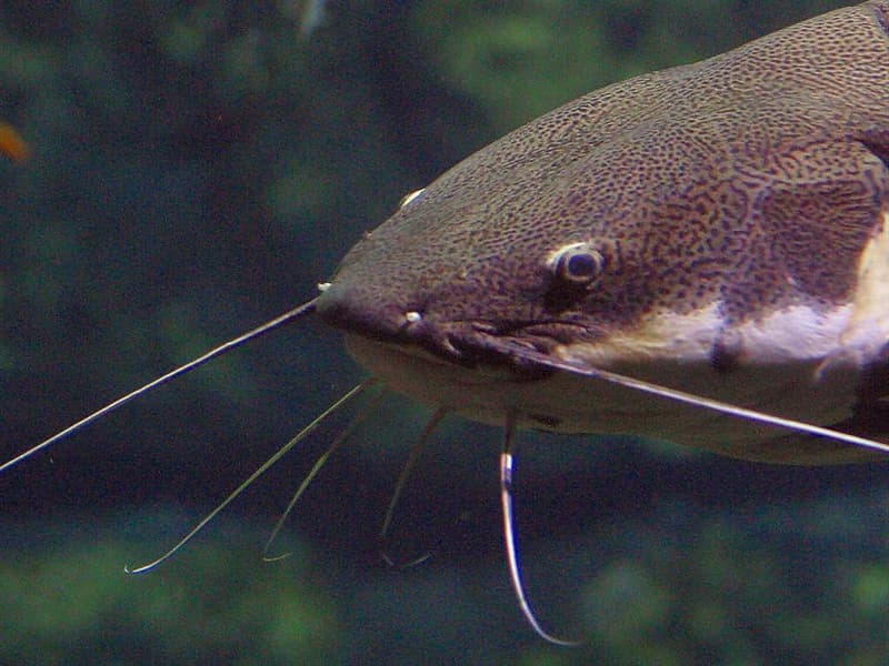 Do catfish have scales? Trivia Questions