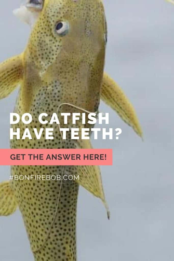 Do Catfish Have Teeth? This And Other Questions Explained