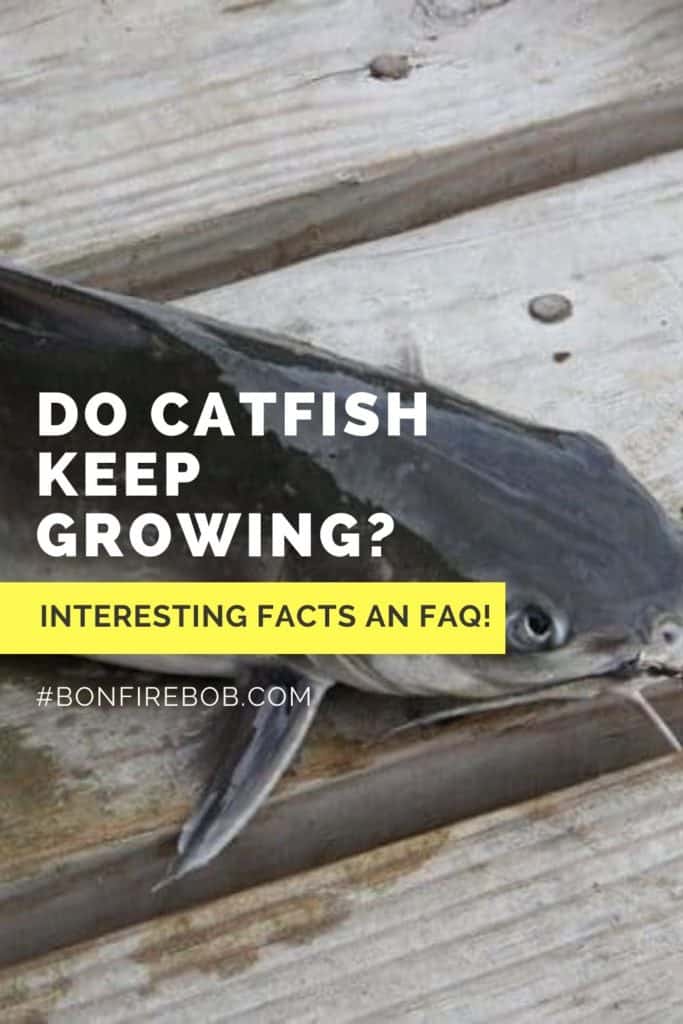 Do Catfish Keep Growing? Interesting Facts And FAQ’s