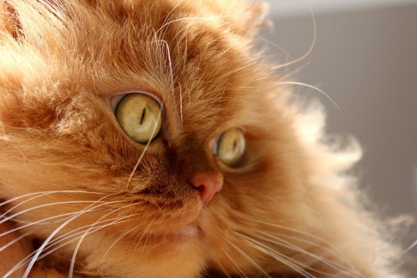 6 Dumbest Cat Breeds (According to Humans) CatVills