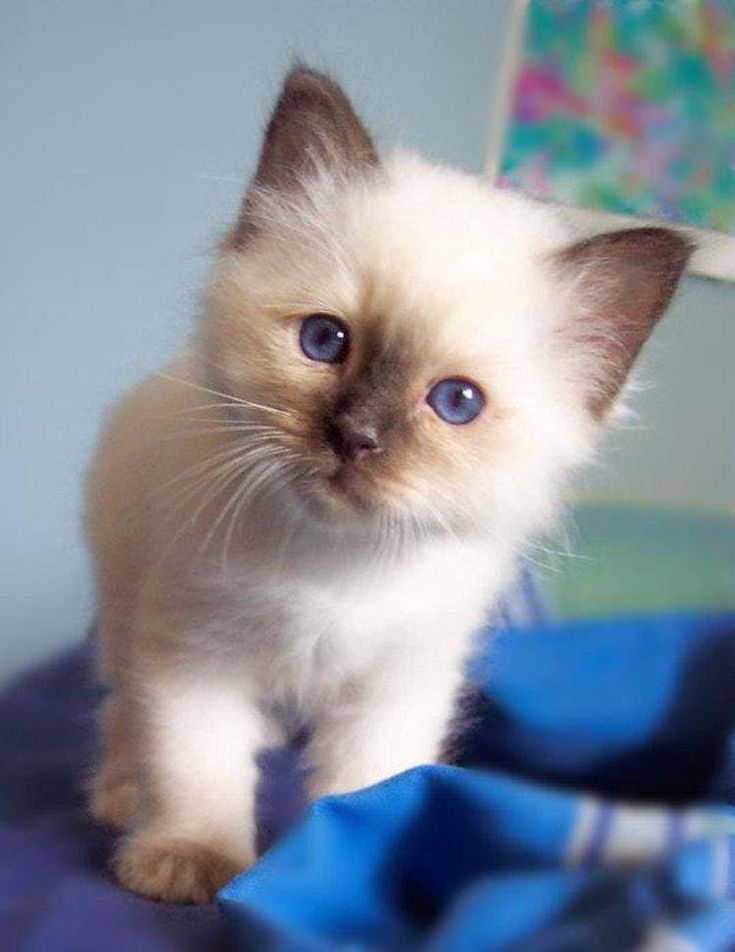 Adorable Kittens Baby in 2020 Kitten breeds, Cutest