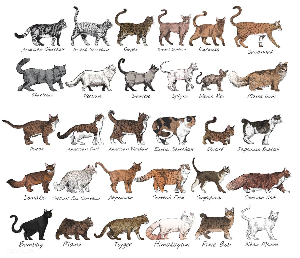 All Cat Breeds Chart