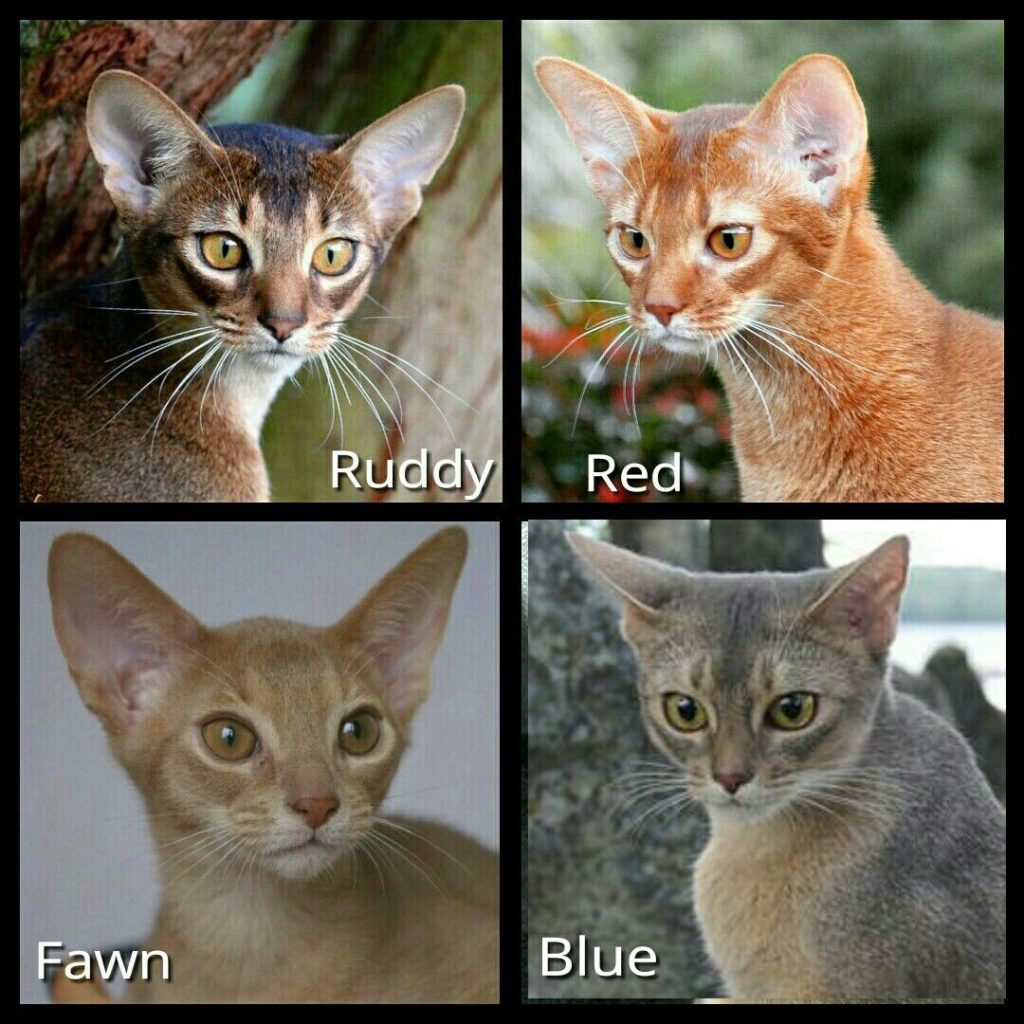 Abyssinian Cat Breeds Everything You Need to Know