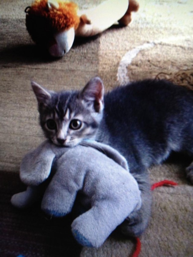 showing the elephant whos boss cats, Cute