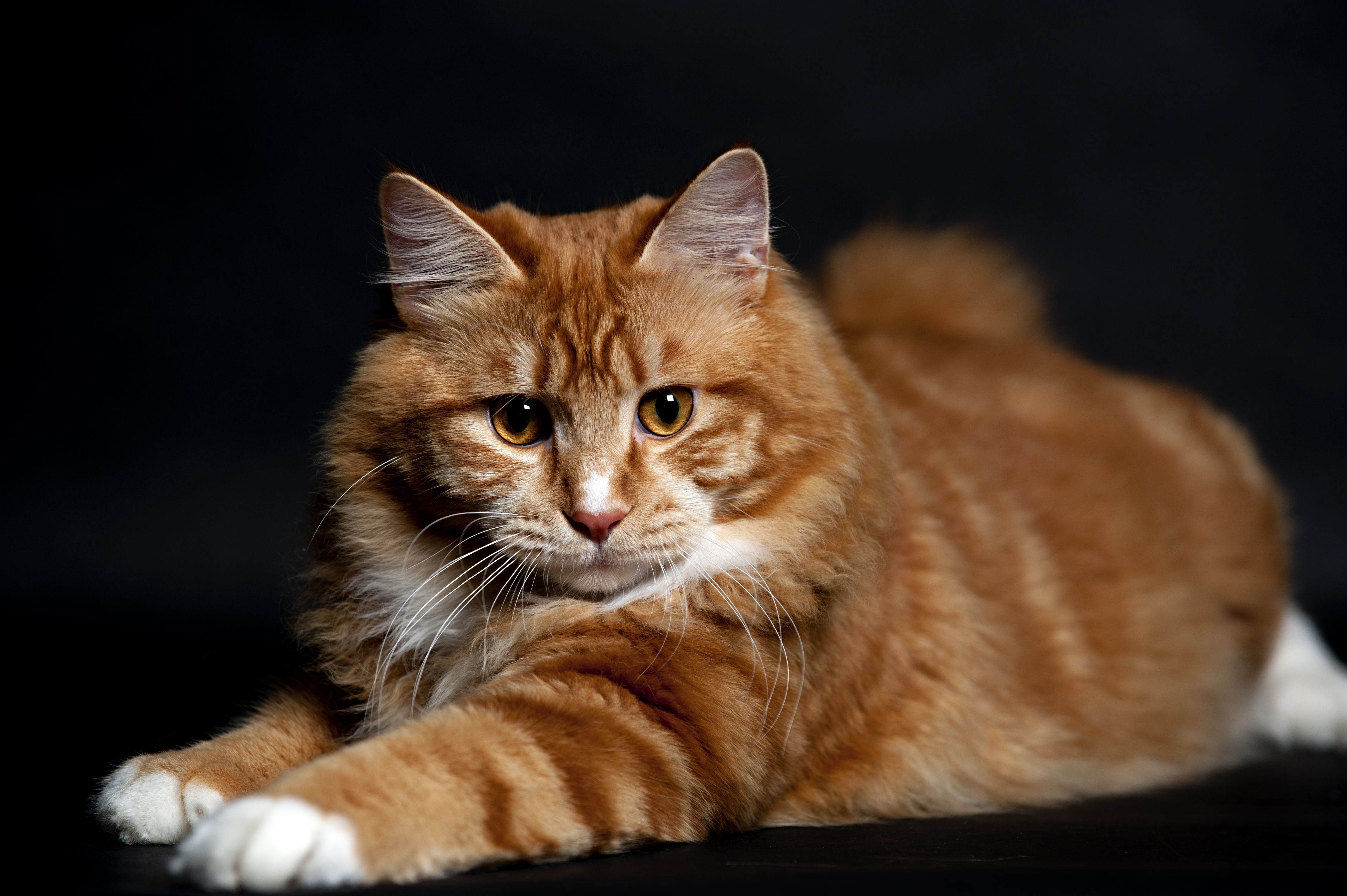 The cutest Ginger Cats, Large domestic cat breeds, Cat