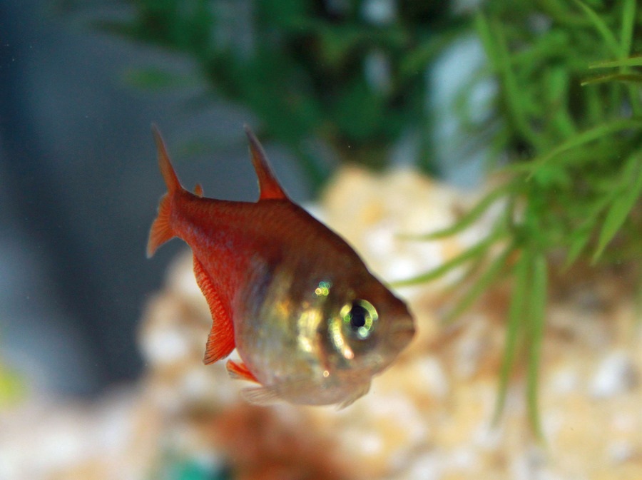 Is My Fish Pregnant? My Aquarium Club