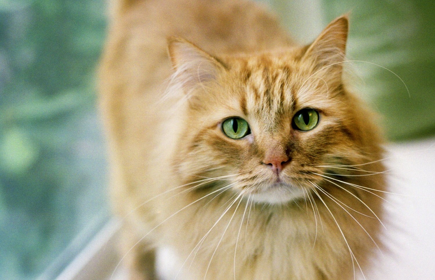 Ginger Tabby Cat Breed Information, Images