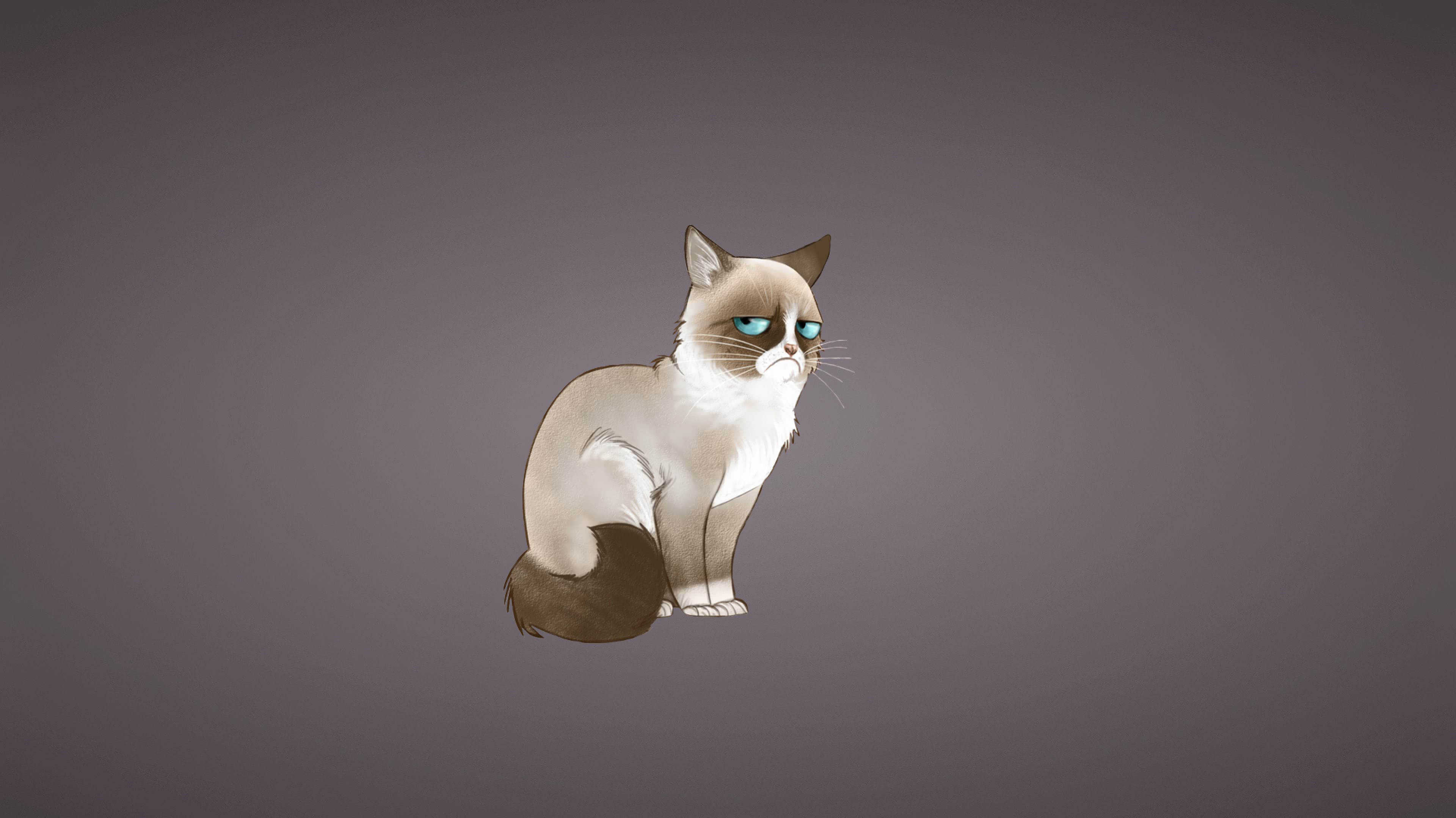 Grumpy Cat Meme UHD 4K Wallpaper Pixelz