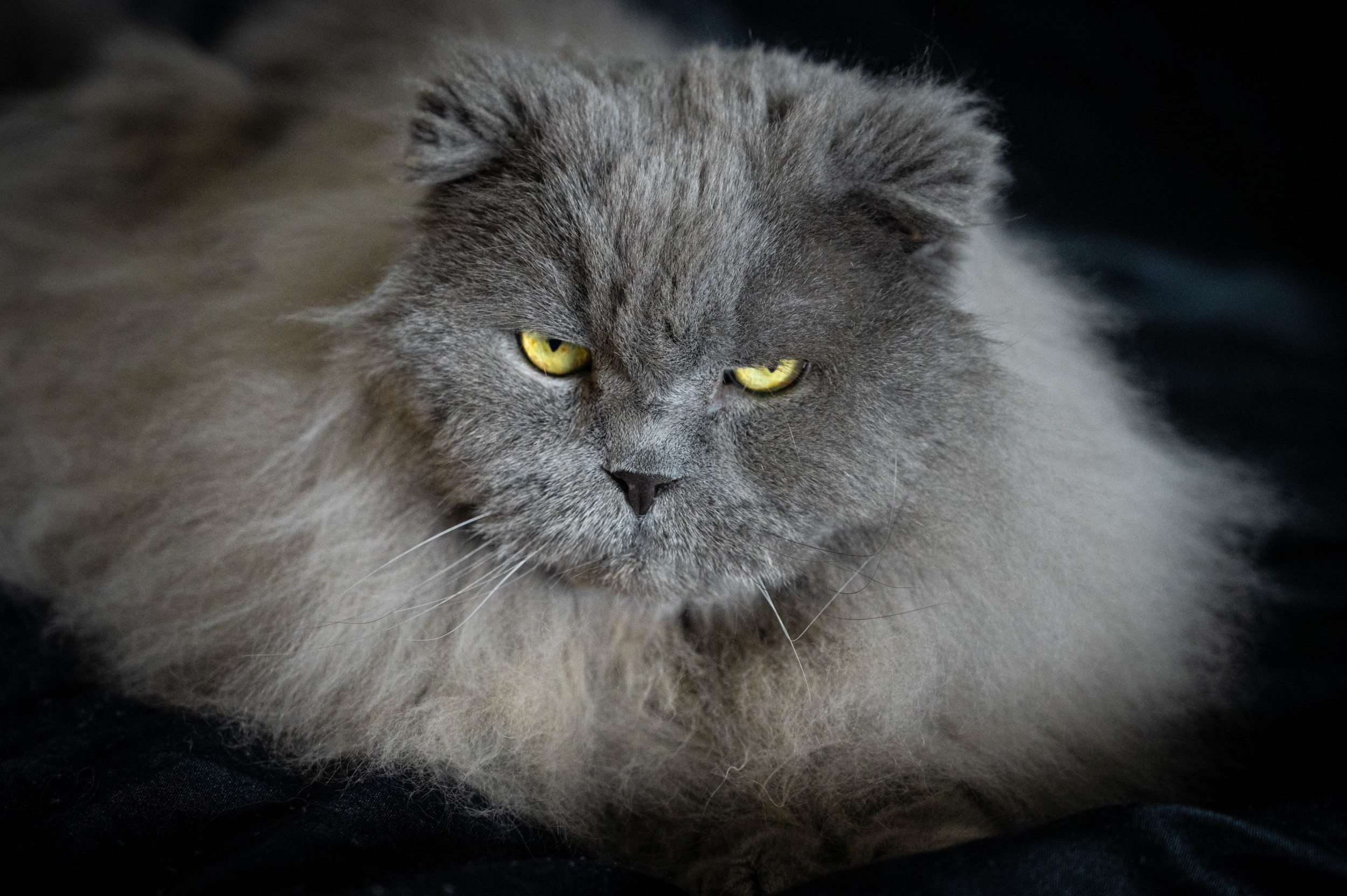 15 Cat Breeds That Didn't Exist 100 Years Ago