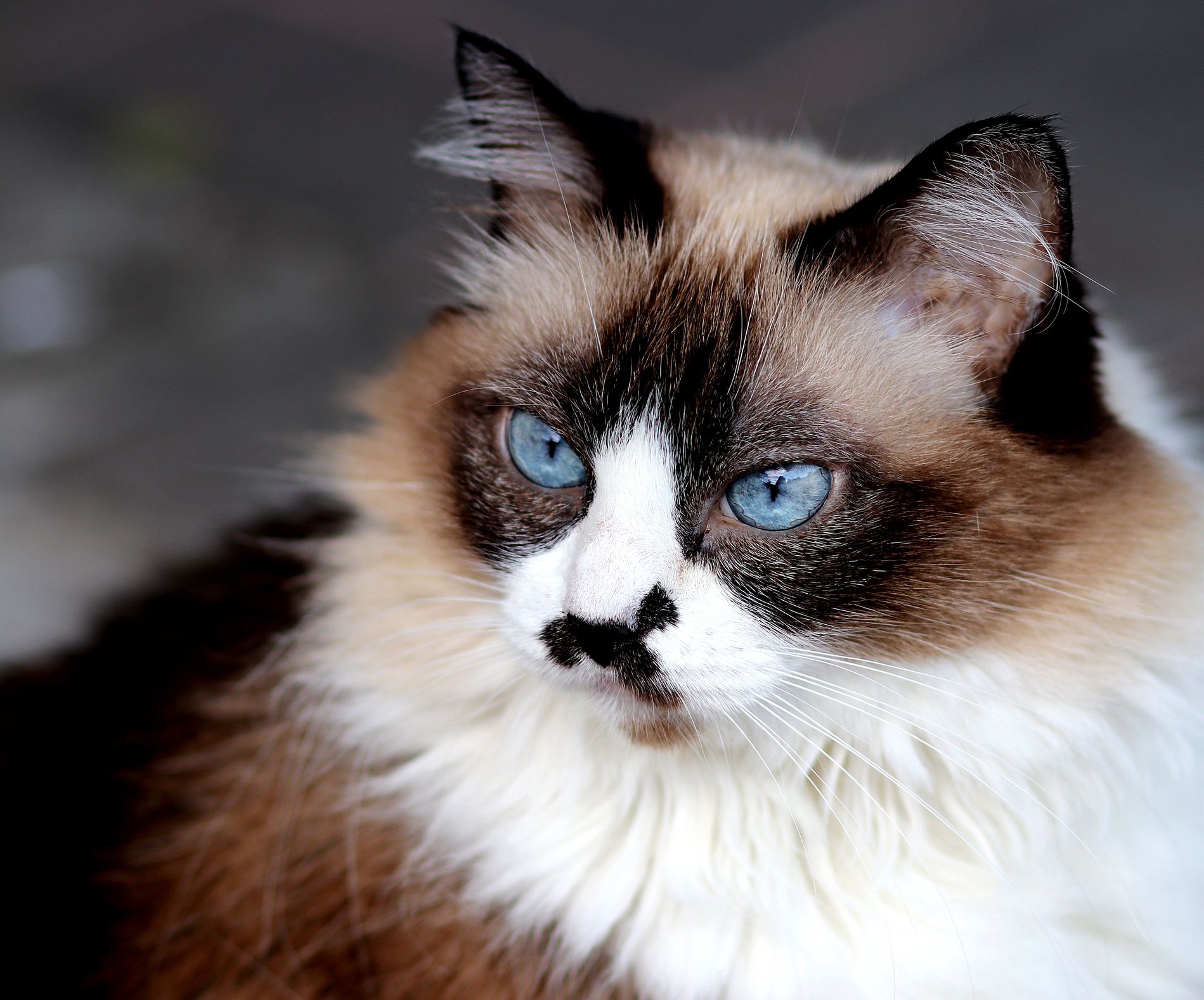 Himalayan Cat Cat Breed history and some interesting facts