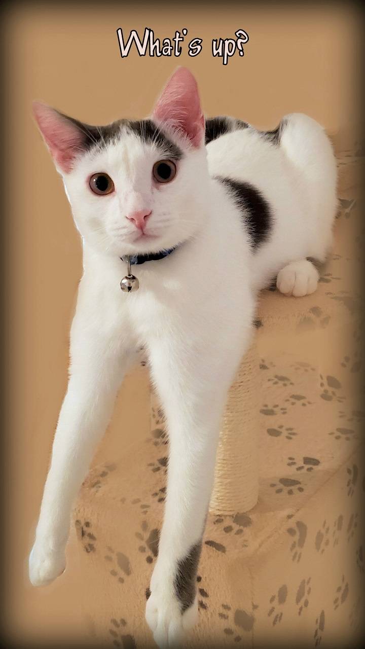Whats Up Cat wallpaper by 1ArtfulAngel e5 Free on ZEDGE™