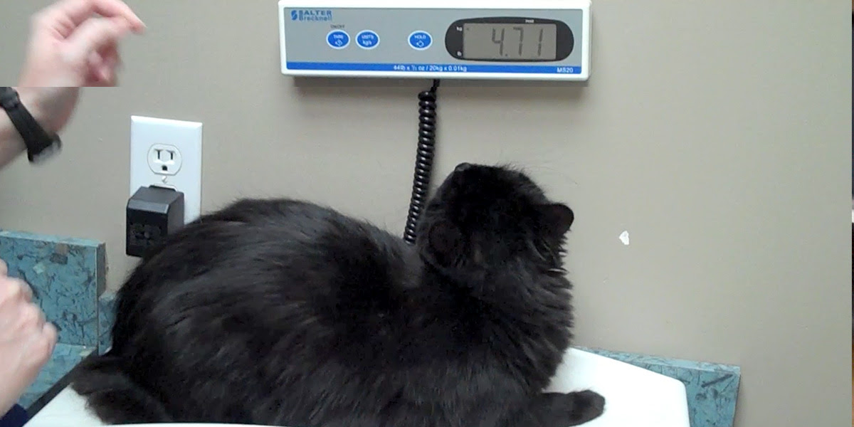 How To Weigh A Cat